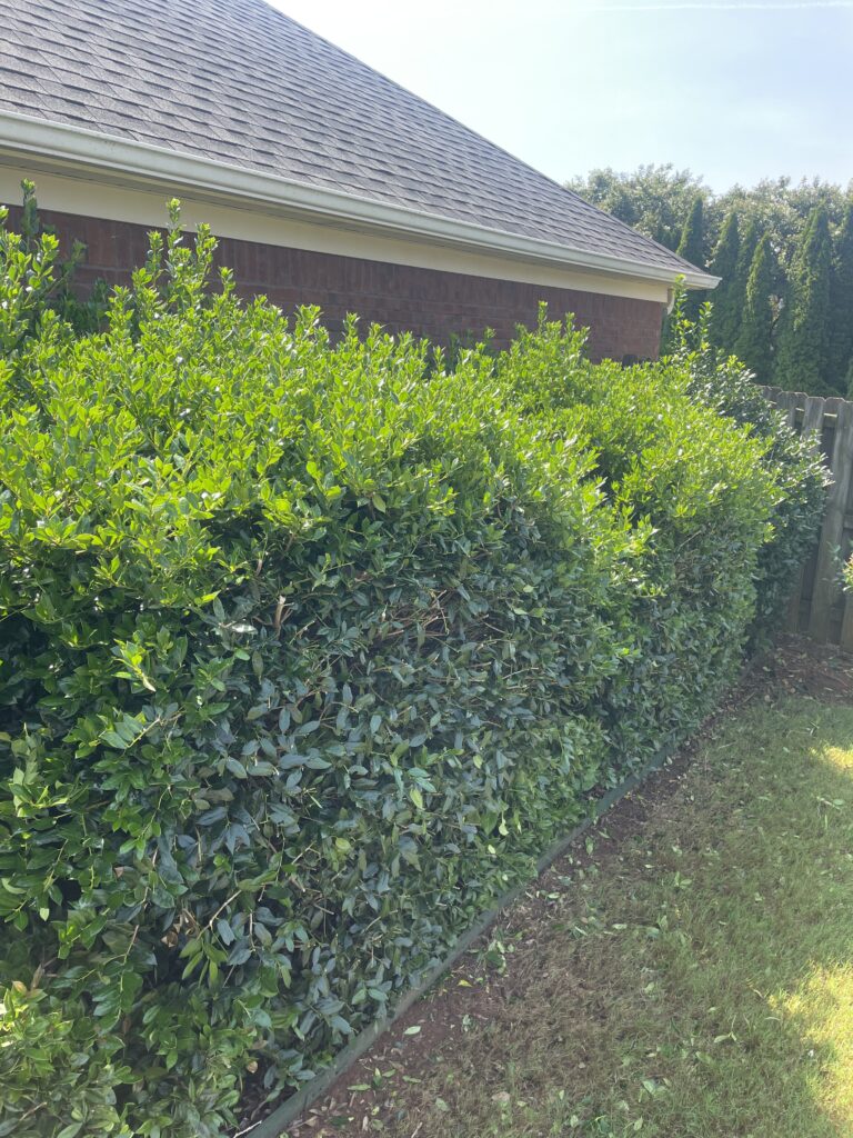 After — finished yard by PHES Landscaping